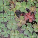 La Marsilée à quatre feuilles est une fougère présente dans plusieurs étangs du Sundgau dont ls berges sonten pente douce