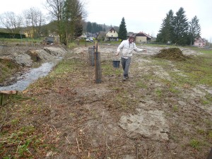 Suite aux travaux d'assainissement, plantation et ensemencement des berges du Babersenbach à Seppois le Haut