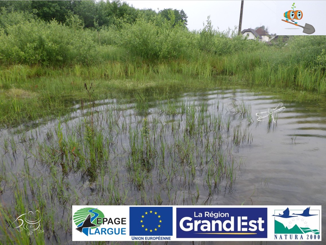 Friesen 2025.06.04 (8) v3