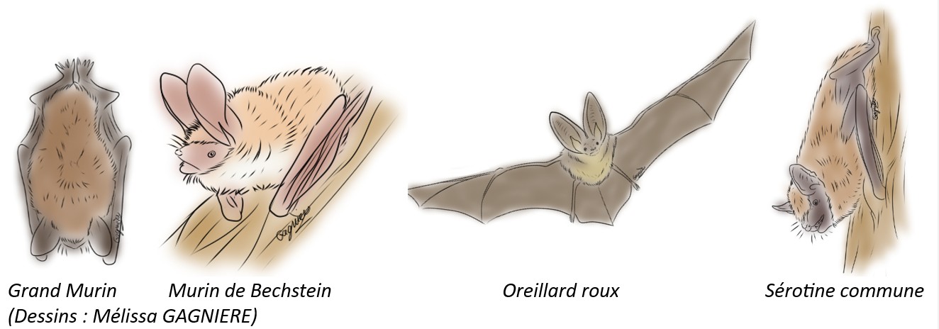 chauves souris